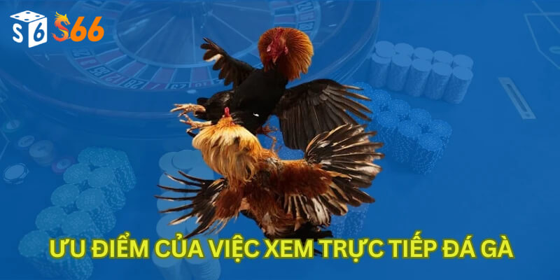 Ưu điểm của việc xem trực tiếp đá gà