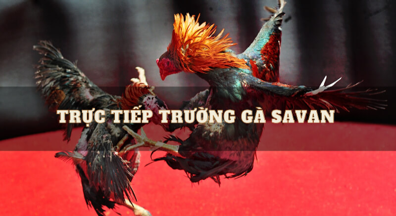 Phương thức theo dõi qua nhà cái trực tuyến S6666